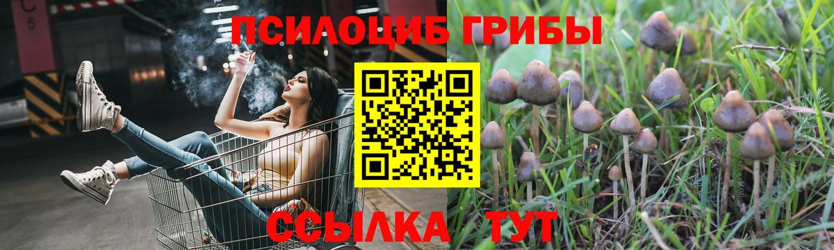 Псилоцибиновые грибы Psilocybe Гай